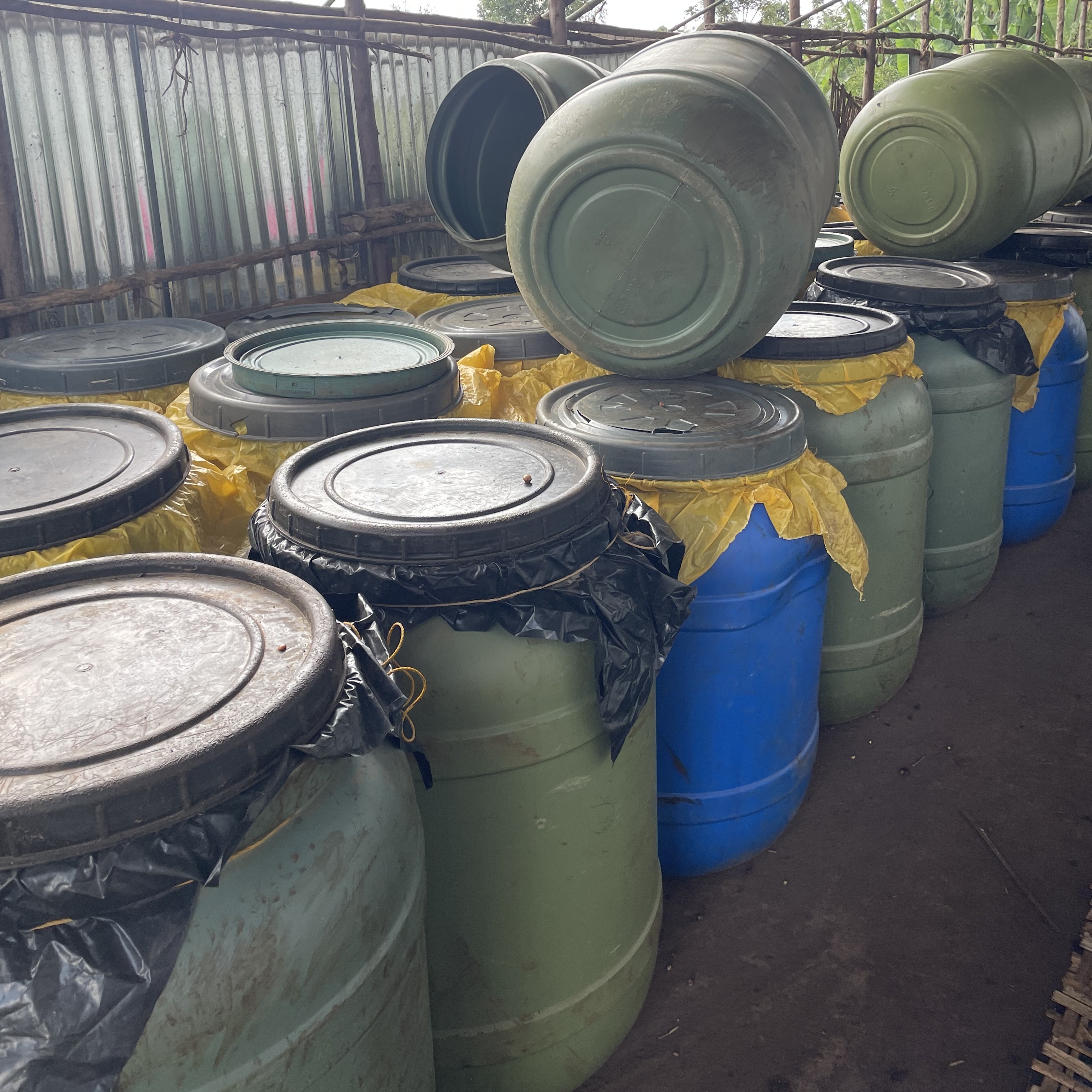 Ethiopia Dula Mazoria Anaerobic Natural(24/25年クロップ) | ORIGIN